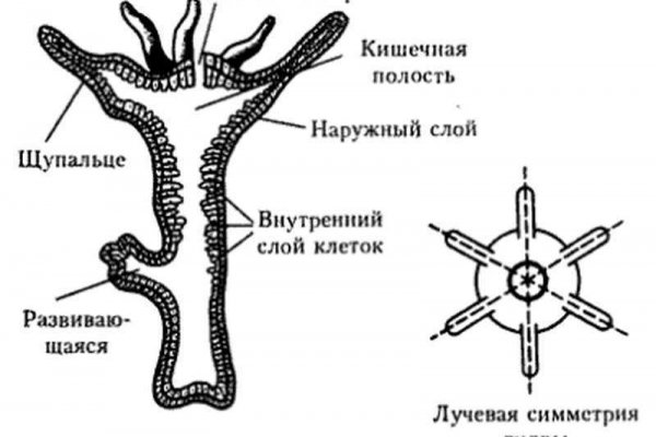 Ссылка на кракен 2krnk biz